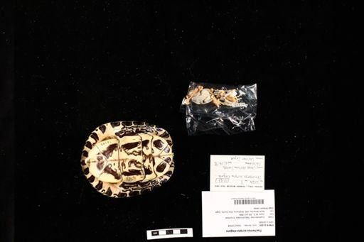 Trachemys scripta elegans