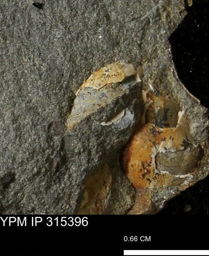 undet. Bivalvia