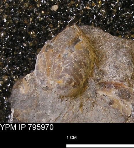 Protocardia