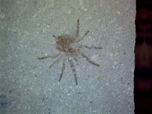 undet. Araneae
