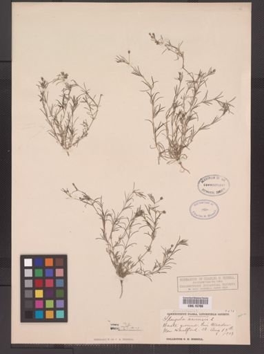 Spergularia rubra