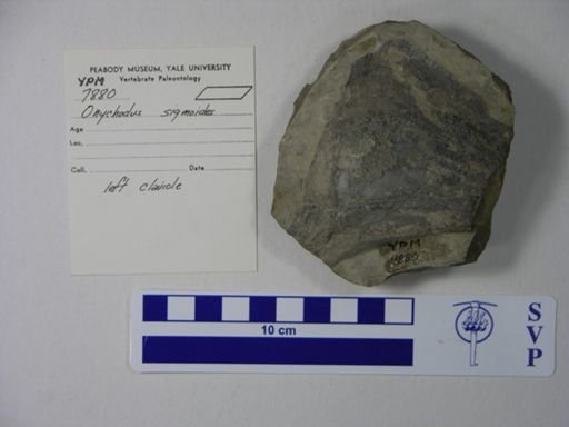 Onychodus sigmoides
