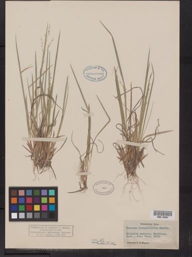 Panicum linearifolium