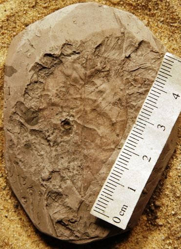 Celastrophyllum newberryanum