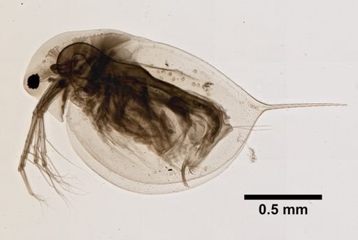 Daphnia longispina