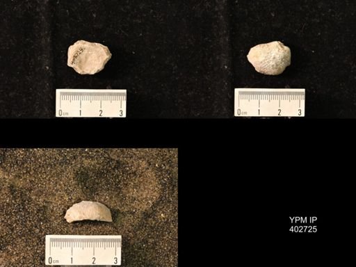 undet. Productidae