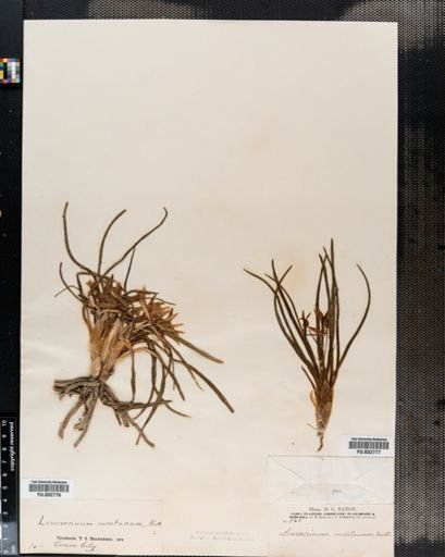Leucocrinum