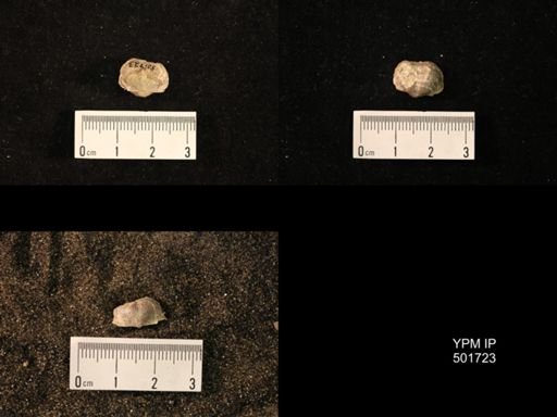 Marginifera splendens