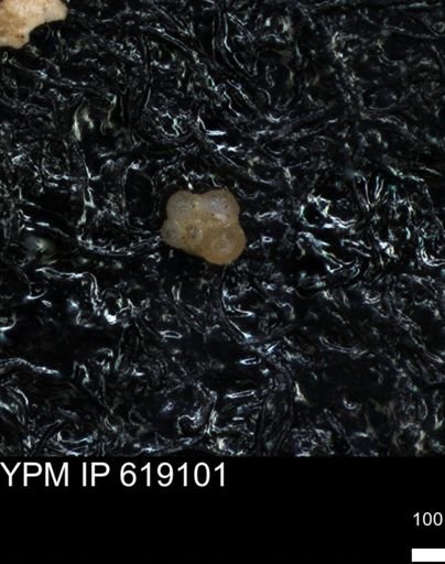 undet. Rugoglobigerinidae