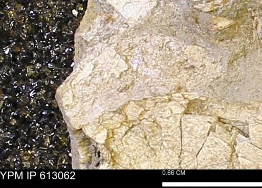 undet. Mollusca