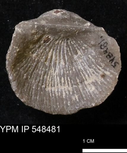 Stropheodonta subcymbiformis