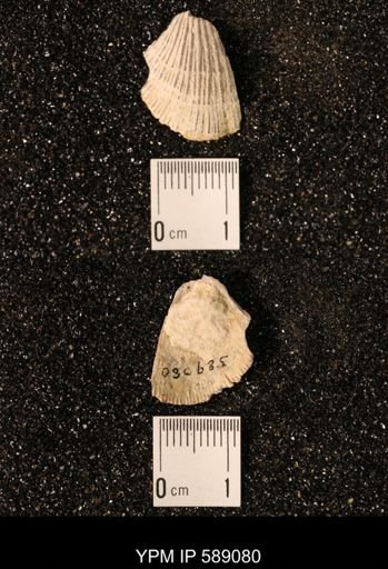 Dinorthis subquadrata