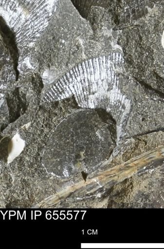 Oxytoma (Hypoxytoma) nebrascana