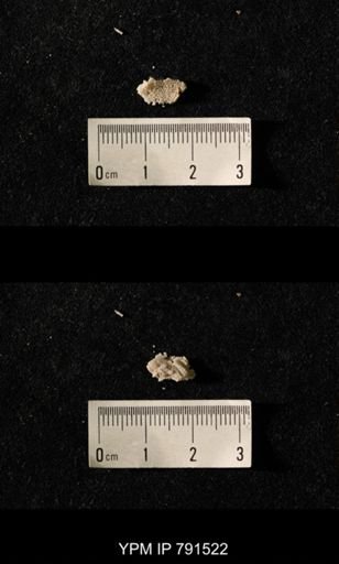 undet. Bryozoa