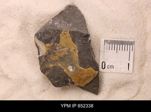 Baculites sp.
