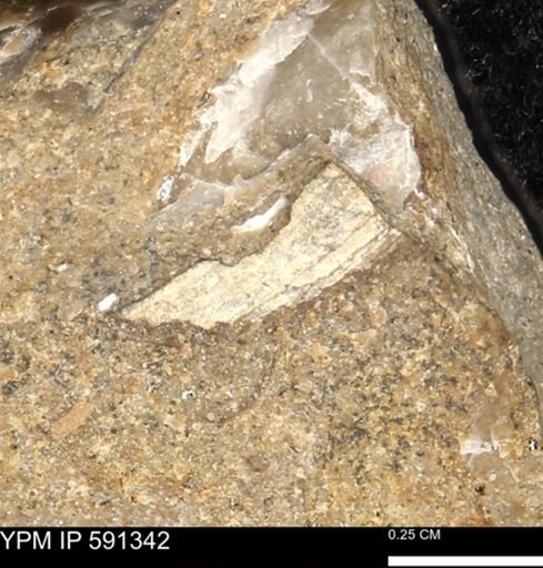 undet. Bivalvia