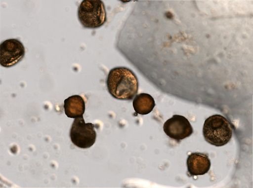 Rotifera