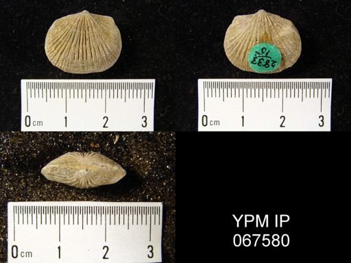 Orthostrophia strophomenoides