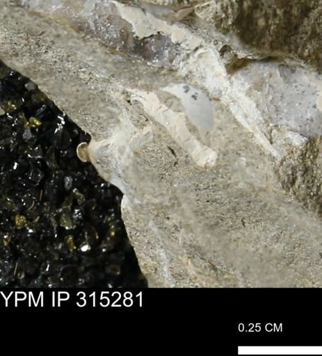 undet. Mollusca