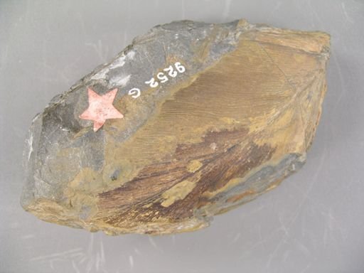 Taeniopteris glossopteroides