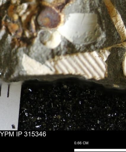 undet. Mollusca