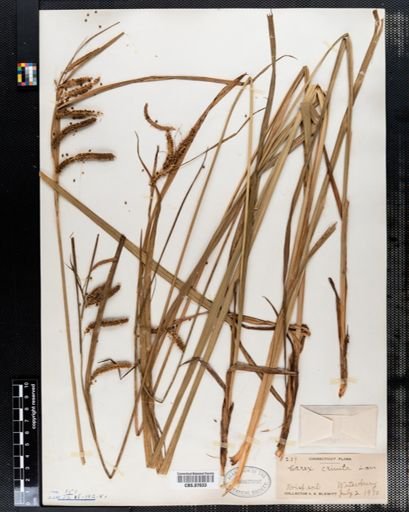 Carex crinita