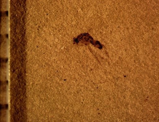 Diptera?