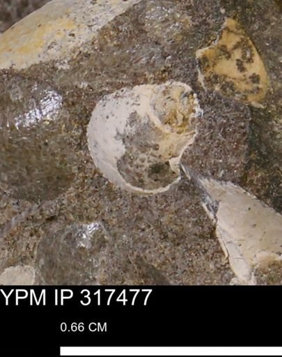 Euspira?