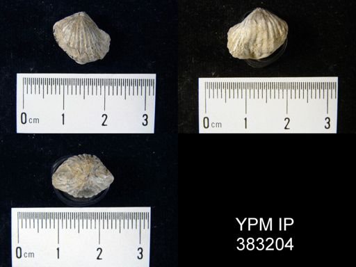 undet. Brachiopoda