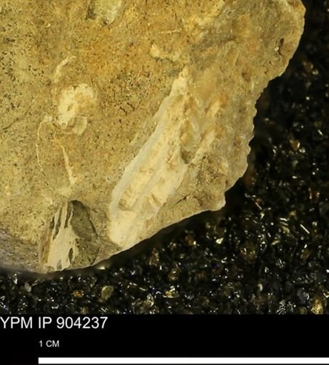 undet. Mollusca