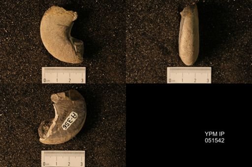 Hoploscaphites nicolletii