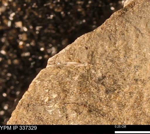 undet. Bivalvia