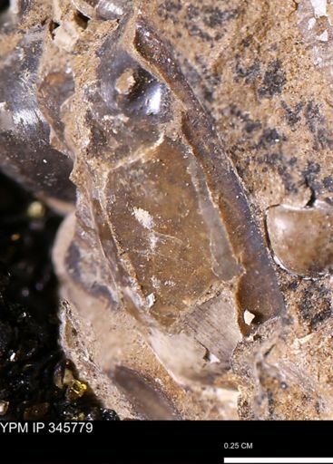 undet. Mollusca