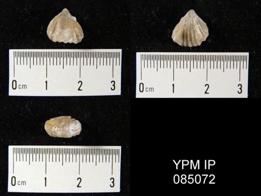 Rhynchotreta cuneata americana