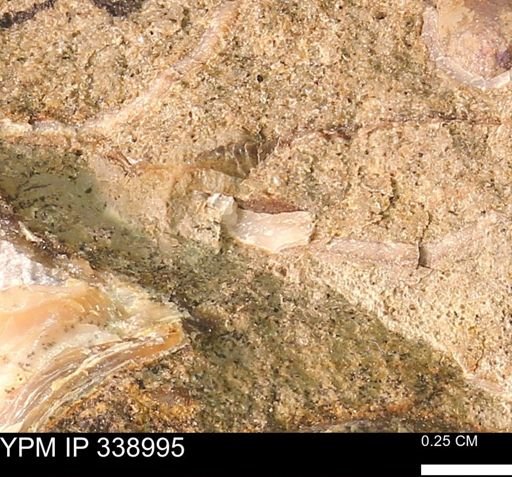 undet. Bivalvia