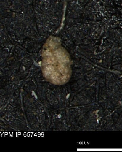 Ammobaculoides phaulus