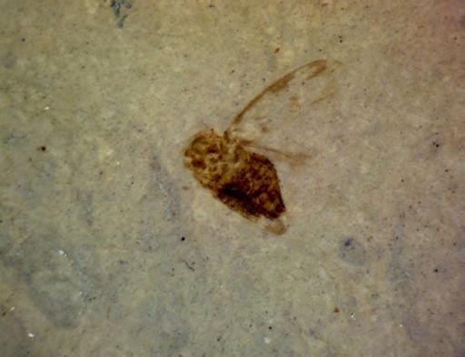 undet. Homoptera