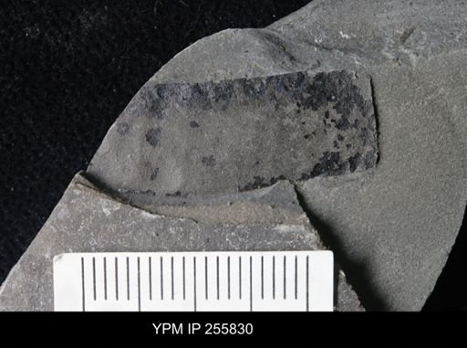 Hughmilleria sp.