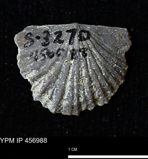 Stropheodonta sp.