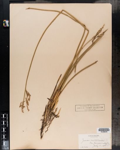 Juncus tenuis