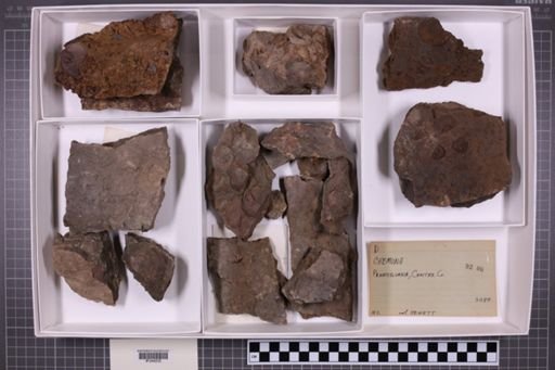 mixed taxa, stratigraphic collection