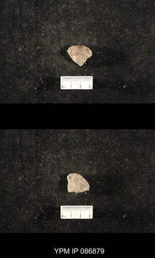 undet. Nautiloidea