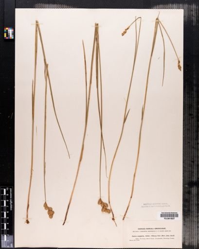 Carex scoparia