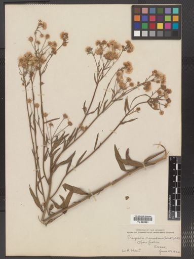 Erigeron strigosus