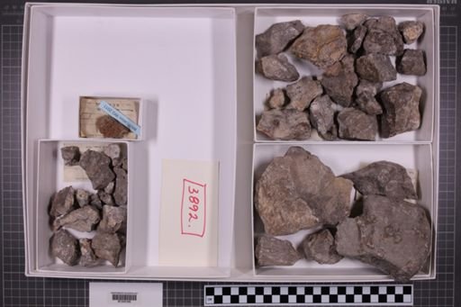 mixed taxa, stratigraphic collection