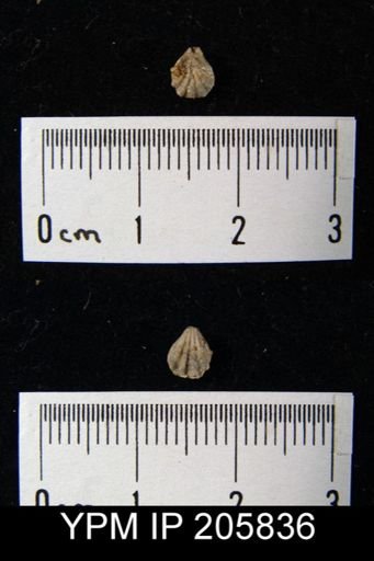 Hustedia sp.