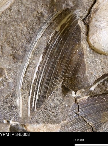 Limopsis striatopunctatus