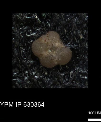 undet. Rugoglobigerinidae
