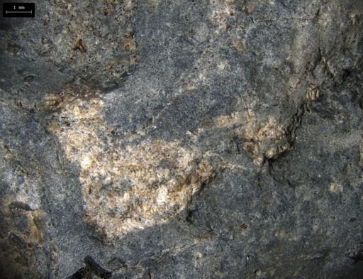 Aplocoma damesii