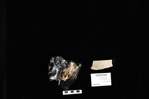 Siluriformes